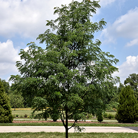 Plant Photo 5