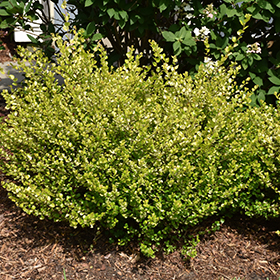 Plant Photo 7