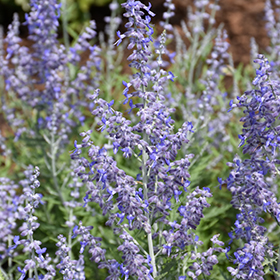 Plant Photo 9