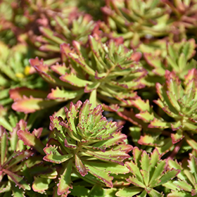 Plant Photo 5