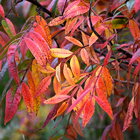 Plant Photo 5
