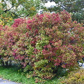 Plant Photo 8