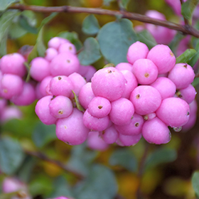 Plant Photo 9