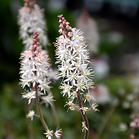 Plant Photo 6