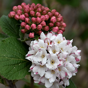 Plant Photo 10