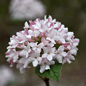 Plant Photo 2