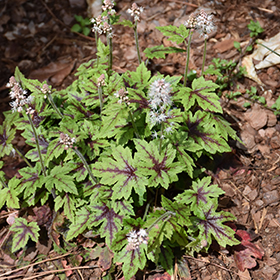 Plant Photo 5