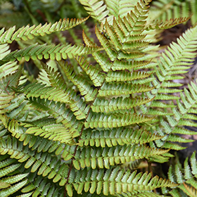 Plant Photo 9