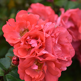 Plant Photo 4