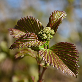 Plant Photo 7