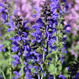 Plant Photo 1