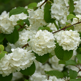 Plant Photo 5