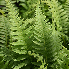 Plant Photo 4