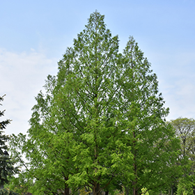 Plant Photo 5