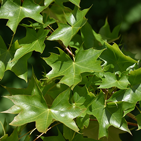 Plant Photo 7