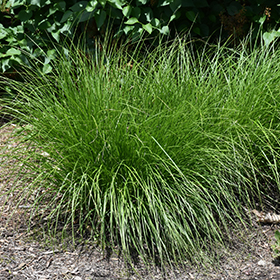 Plant Photo 10