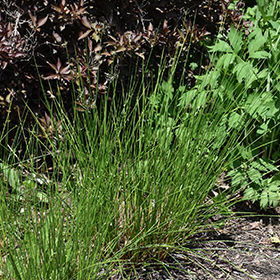 Plant Photo 1