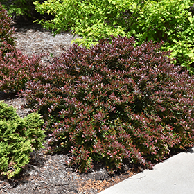 Plant Photo 8