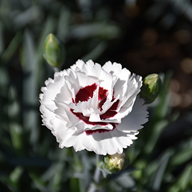 Plant Photo 6