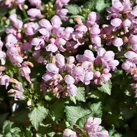 Plant Photo 10