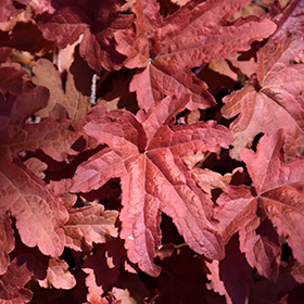 Plant Photo 6