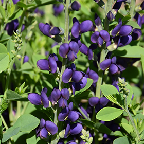 Plant Photo 8