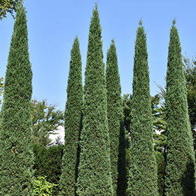 Plant Photo 3