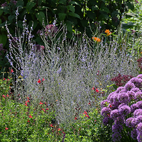 Plant Photo 10