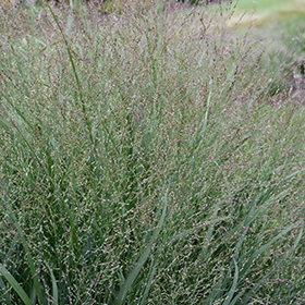 Plant Photo 10