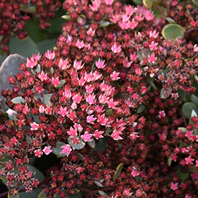 Plant Photo 7