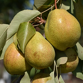 Plant Photo 8