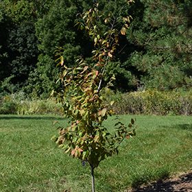 Plant Photo 8