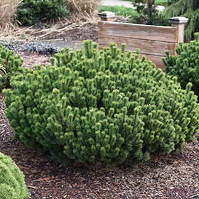 Plant Photo 6