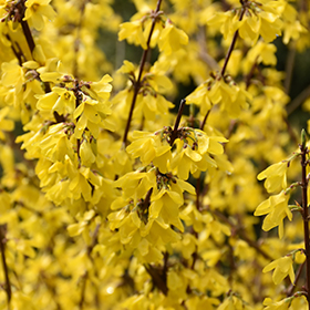 Plant Photo 7