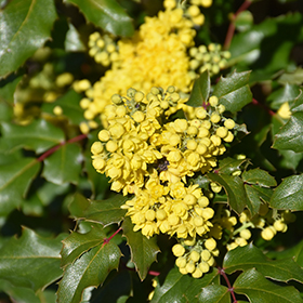 Plant Photo 10