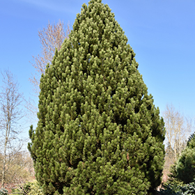 Plant Photo 1