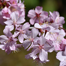 Plant Photo 3