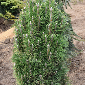 Plant Photo 9