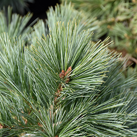 Plant Photo 1