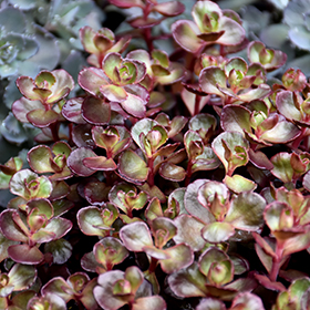 Plant Photo 8