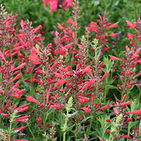 Plant Photo 4