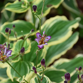 Plant Photo 5