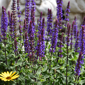 Plant Photo 8