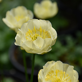 Plant Photo 2
