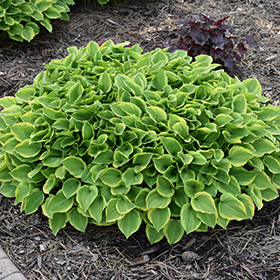 Plant Photo 7