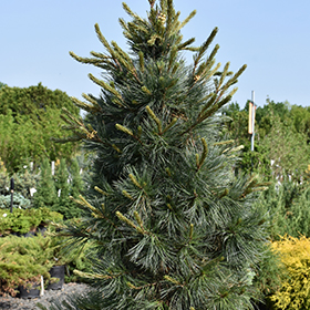 Plant Photo 5