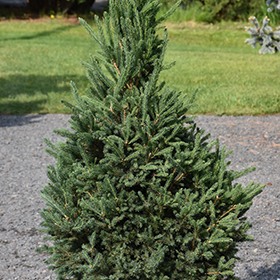 Plant Photo 7