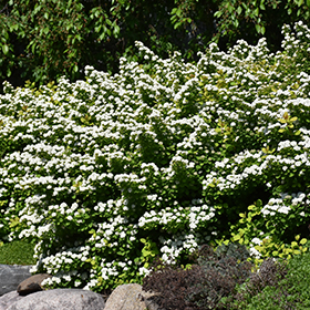 Plant Photo 6