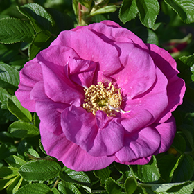 Plant Photo 6