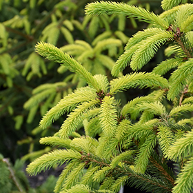 Plant Photo 7